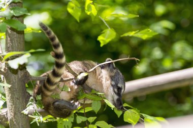 Güney Amerika coati (Nasua nasua) bebek