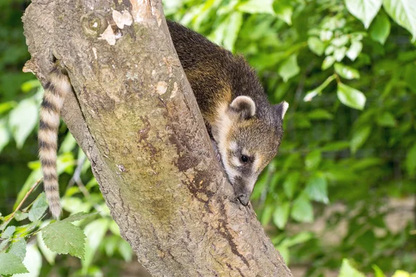 Zuid-Amerikaanse coati (Nasua nasua) baby — Stockfoto