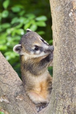 Güney Amerika coati (Nasua nasua) bebek