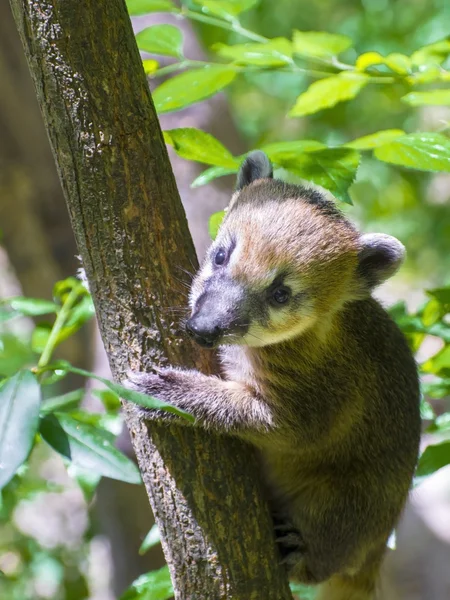 South American coati (Nasua nasua) baby — Stock Photo, Image