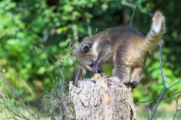 Μωρό Νότιας Αμερικής coati (Nasua nasua) — Φωτογραφία Αρχείου