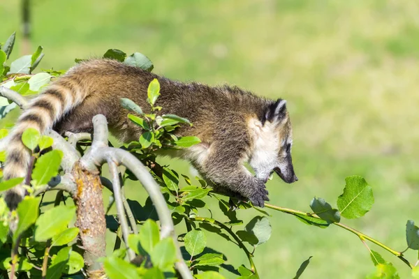 South American coati (Nasua nasua) baby — Stock Photo, Image