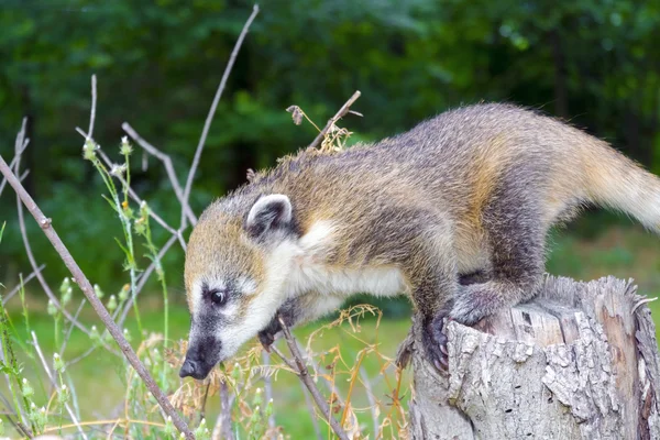 Amerika Selatan coati (Nasua nasua) bayi — Stok Foto