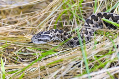 Macar çayır viper (vipera ursinii rakosiensis)