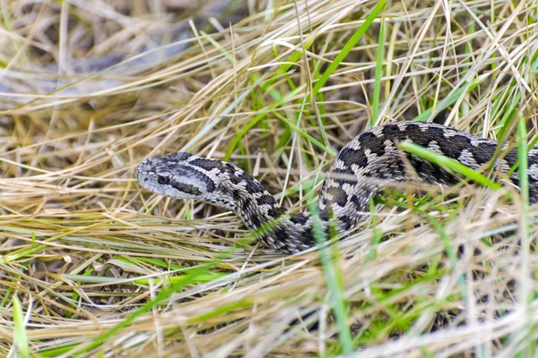 匈牙利草甸毒蛇 （蝰蛇 ursinii rakosiensis) — 图库照片