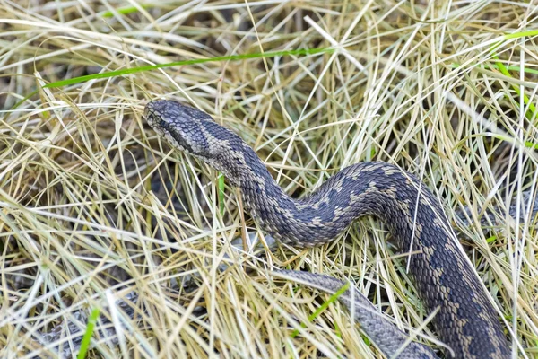 Hungarian meadow viper (Vipera ursinii rakosiensis) — Stock Photo, Image