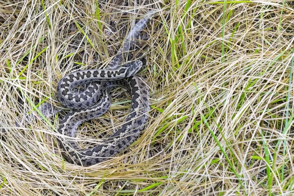 Hungarian meadow viper (Vipera ursinii rakosiensis) — Stock Photo, Image