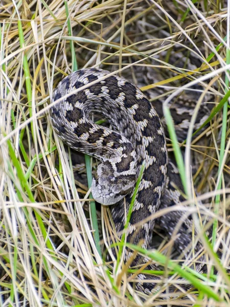 Hungarian meadow viper (Vipera ursinii rakosiensis) — Stock Photo, Image