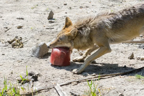 Grauer Wolf mit blutigem Eis — Stockfoto