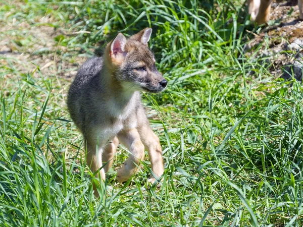 Szakal złocisty (Canis aureus) szczeniak — Zdjęcie stockowe