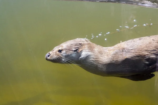 Swimming otter (Lutra lutra)