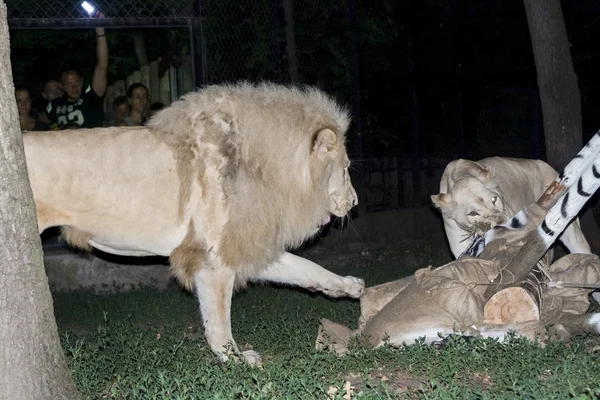 Leone bianco maul una falsa zebra — Foto Stock