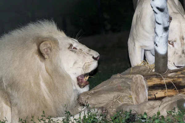 Leone bianco maul una falsa zebra — Foto Stock