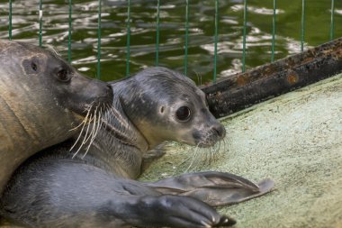 Yeni doğan liman seal (Phoca vitulina)