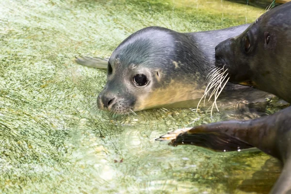 Yeni doğan liman seal (Phoca vitulina) — Stok fotoğraf