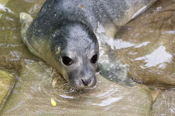 Newborn harbour seal (Phoca vitulina) — Stock Photo, Image