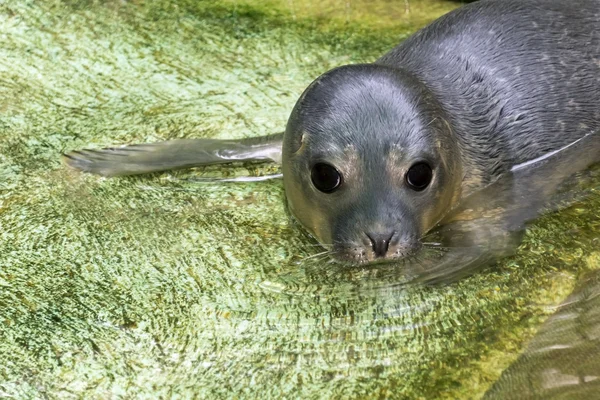 Yeni doğan liman seal (Phoca vitulina) — Stok fotoğraf