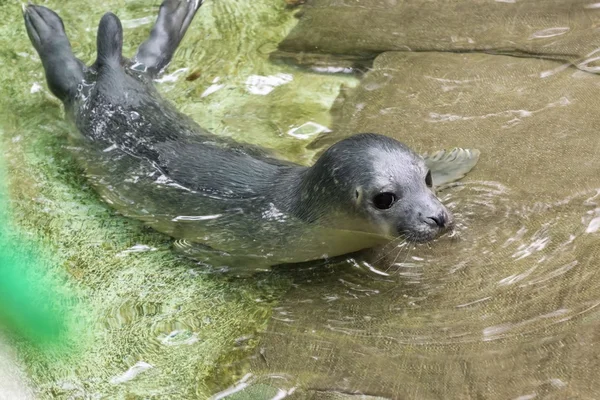 Newborn harbour seal (Phoca vitulina) — Stock Photo, Image