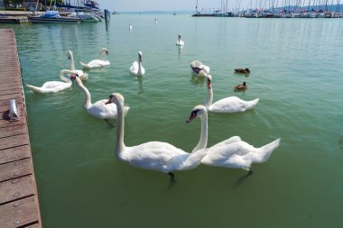 Balatonfured, sessiz Kuğu