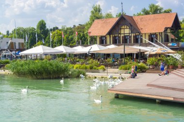 Balatonfured kuğu