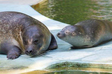 Liman seal (Phoca vitulina) bebek