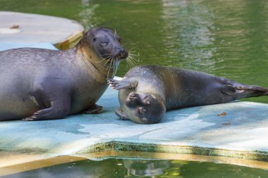 Liman seal (Phoca vitulina) bebek