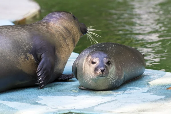 Phoque commun (Phoca vitulina) bébé — Photo