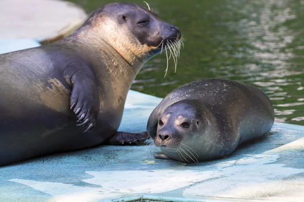 Phoque commun (Phoca vitulina) bébé — Photo