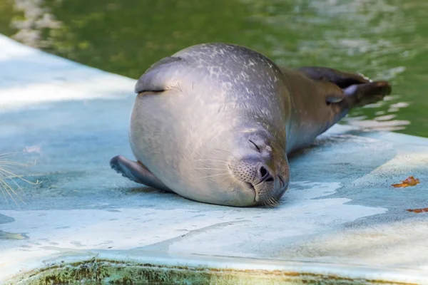 Foca marina (Phoca vitulina) bambino — Foto Stock