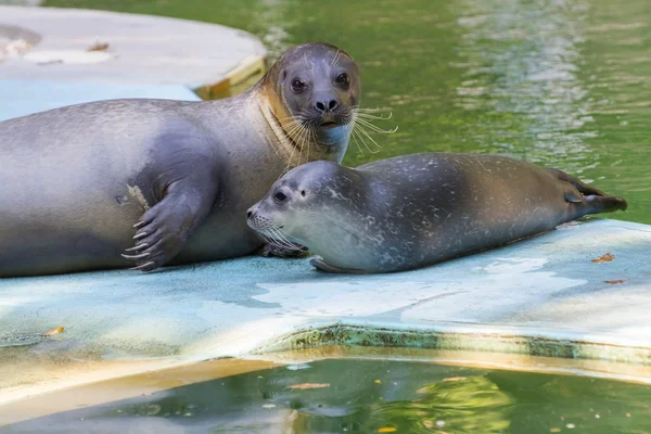 Harbour seal (Phoca vitulina) baby — Stock Photo, Image