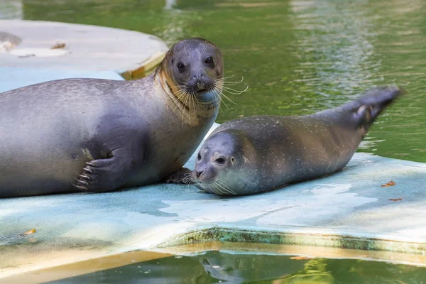 Phoque commun (Phoca vitulina) bébé — Photo