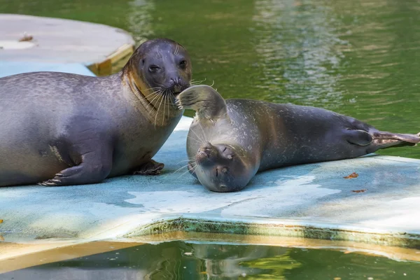 Phoque commun (Phoca vitulina) bébé — Photo