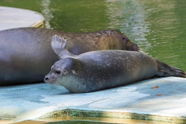 Harbour seal (Phoca vitulina) baby — Stock Photo, Image
