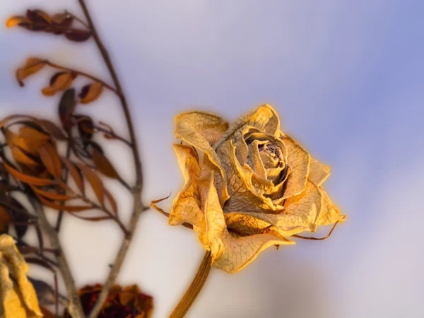Rosa essiccata — Foto Stock
