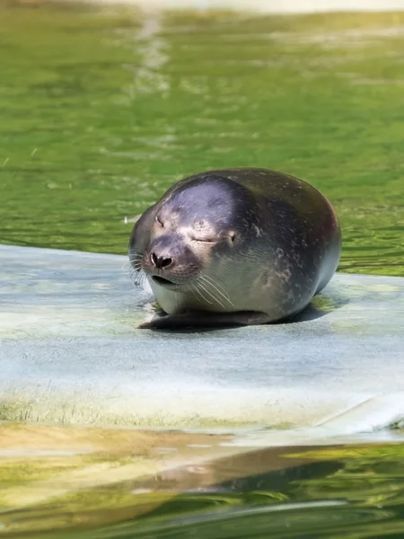 Harbour seal (Phoca vitulina) baby — Stock Photo, Image