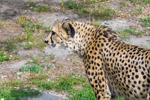 치타 (Acinonyx jubatus) — 스톡 사진