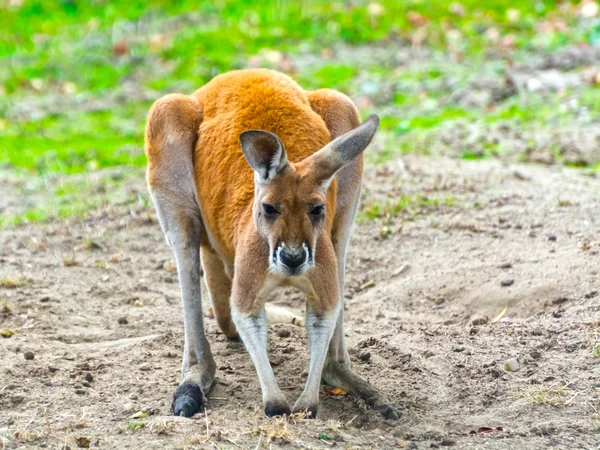 Kırmızı Kanguru (Macropus Rufus) — Stok fotoğraf