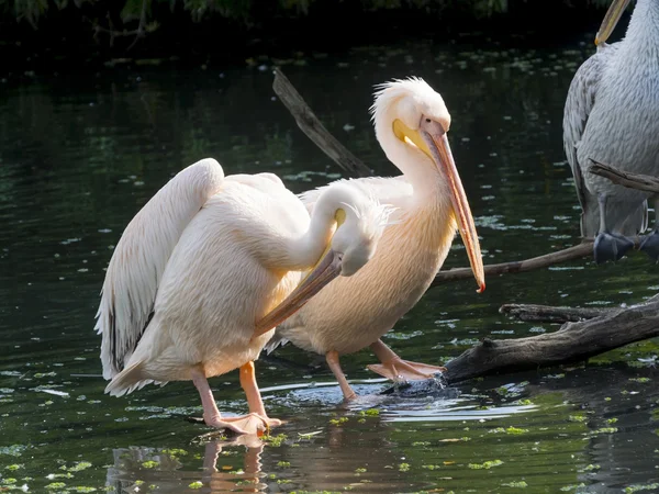 Great white pelicans — Stock Photo, Image