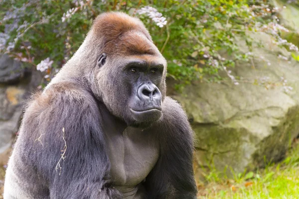 Västerländska gorilla (Gorilla gorilla) — Stockfoto