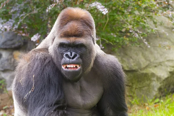 Западная горилла (горилла) ) — стоковое фото