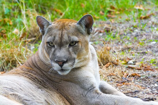 Пума (puma concolor ) — стокове фото