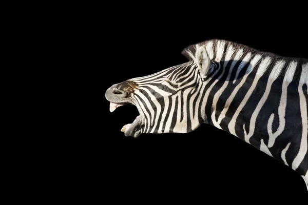 Chapman's zebra head — Stock Photo, Image