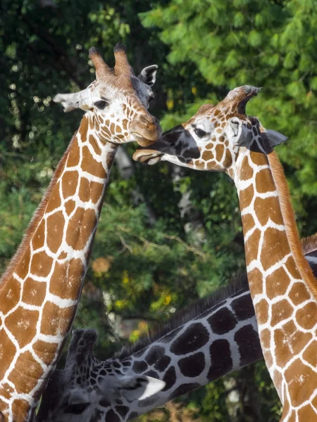 Reticulated giraffe — Stock Photo, Image