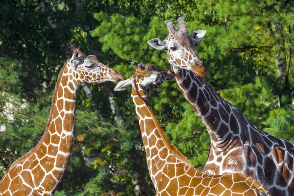 Žirafa síťovaná — Stock fotografie