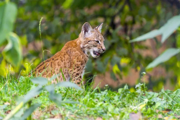 Unga lynx — Stockfoto