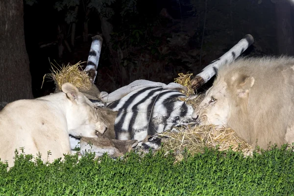 Leoni e una falsa zebra — Foto Stock