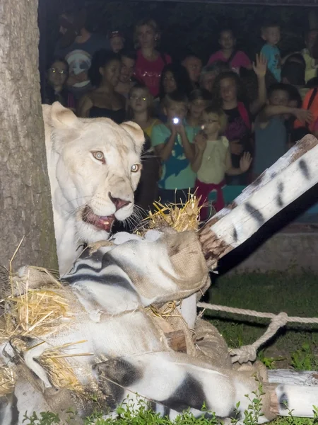 Leone, falsa zebra e umani che guardano — Foto Stock