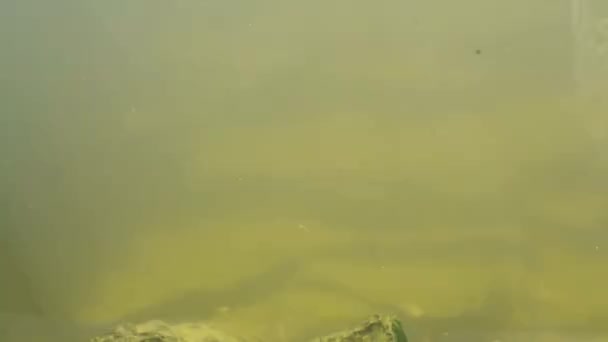 Lontra da nuoto (Lutra lutra ) — Video Stock