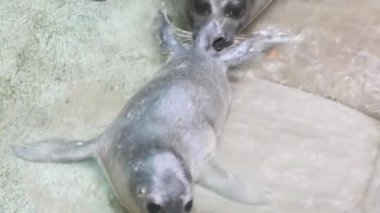 Doğumdan sonra ilk dakika