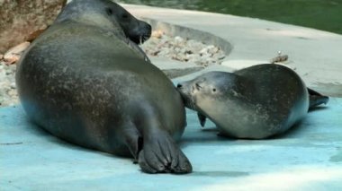 Liman seal (Phoca vitulina) bebek